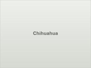 Chihuahua