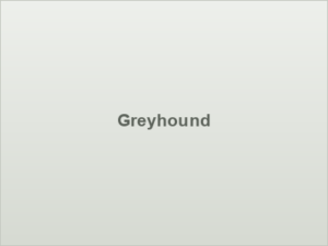 Greyhound