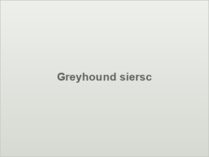 Greyhound siersc