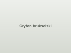 Gryfon brukselski