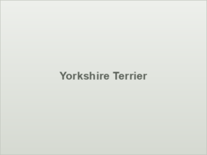Yorkshire Terrier