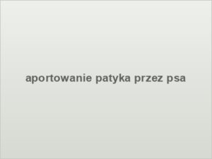 aportowanie patyka przez psa