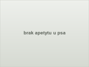 brak apetytu u psa