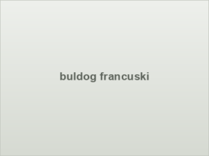 buldog francuski