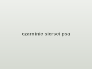 czarninie siersci psa