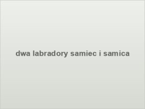 dwa labradory samiec i samica