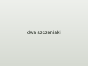 dwa szczeniaki