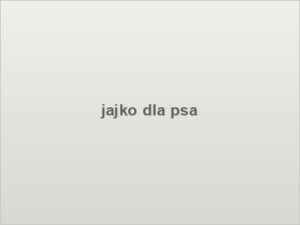 jajko dla psa