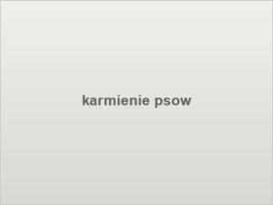 karmienie psow