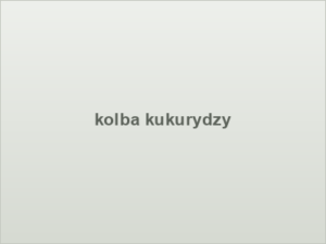 kolba kukurydzy