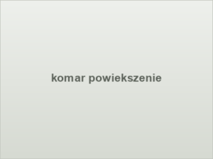 komar powiekszenie