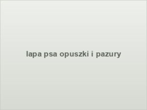 lapa psa opuszki i pazury