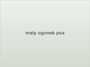 maly ogonek psa