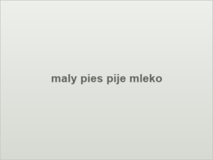 maly pies pije mleko