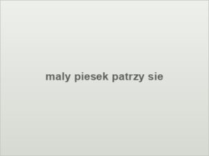maly piesek patrzy sie