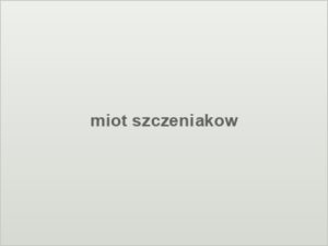 miot szczeniakow