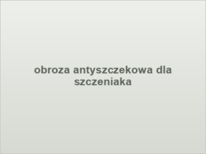obroza antyszczekowa dla szczeniaka