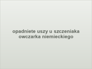 opadniete uszy u szczeniaka owczarka niemieckiego