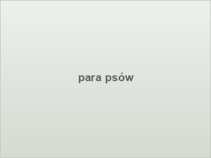 para psów