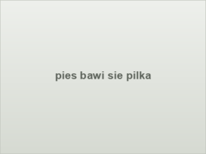 pies bawi sie pilka