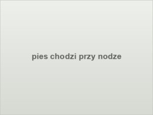 pies chodzi przy nodze