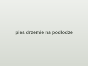pies drzemie na podlodze