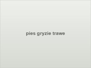 pies gryzie trawe