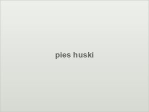 pies huski