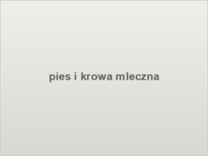pies i krowa mleczna
