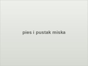 pies i pustak miska