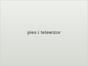 pies i telewizor