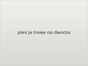 pies je trawe na dworzu