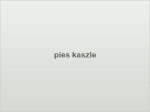 pies kaszle