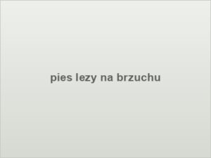pies lezy na brzuchu