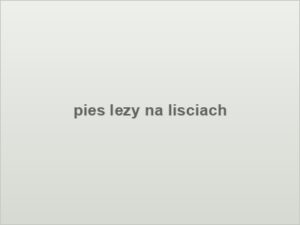 pies lezy na lisciach