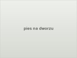 pies na dworzu