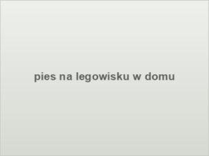 pies na legowisku w domu