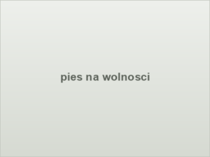 pies na wolnosci