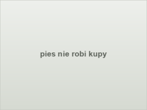 pies nie robi kupy