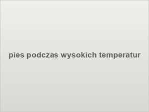 pies podczas wysokich temperatur