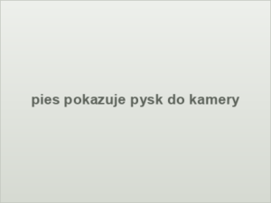 pies pokazuje pysk do kamery