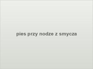 pies przy nodze z smycza