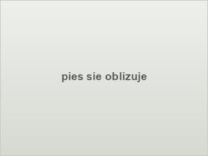 pies sie oblizuje