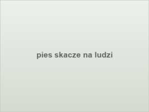 pies skacze na ludzi