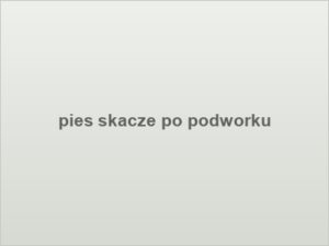pies skacze po podworku