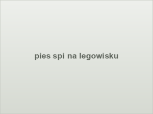 pies spi na legowisku