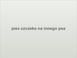 pies szczeka na innego psa