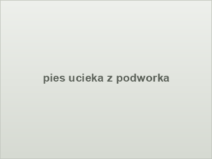 pies ucieka z podworka