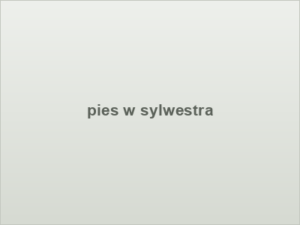 pies w sylwestra