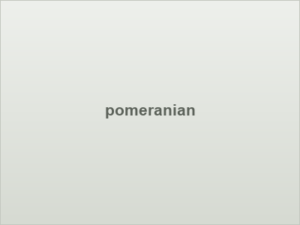 pomeranian